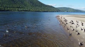 Бакланы на Волге