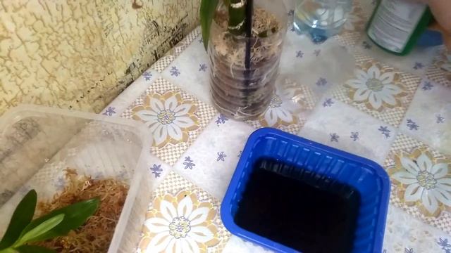 Пришло время самого напряженного момента. Отделение кейки дендробиума нобели. смотреть онлайн