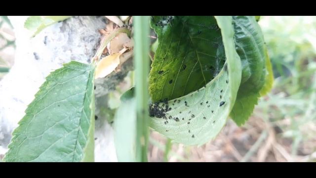 Надёжное средство от тли, когда нет времени плясать с бубном, содой, йодом и биопрепаратами смотреть онлайн