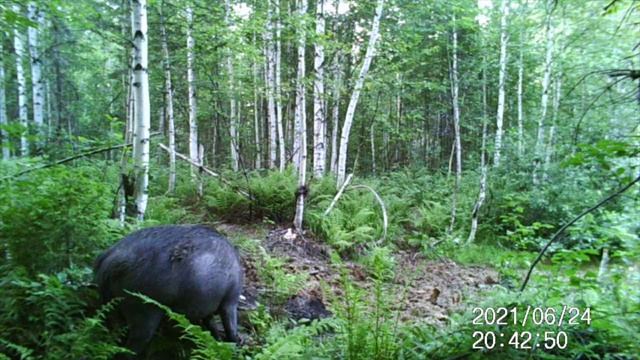 Солонец посещают не только Лоси, но и Кабаны. Рабочий солонец 2021г. смотреть онлайн