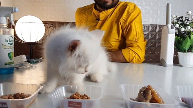 Which Gravy is Best For Persian Cat And Kittens | बिल्ली के लिए कौन सी ग्रेवी सबसे अच्छी है #Gravy смотреть онлайн