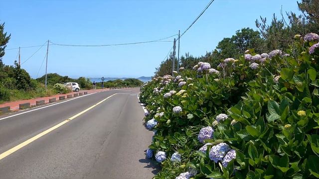 A Gift From Jeju Island: Great Summer Flower Spots смотреть онлайн