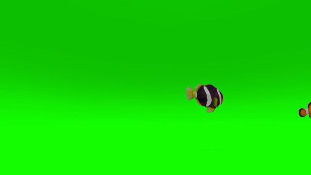 3D Animated Tropical Clown Fish on green screen смотреть онлайн