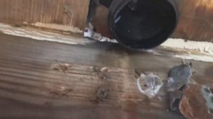 Бак для душа Росток 150л с лейкой