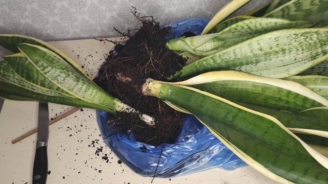 Сансевиерия. Разделение огромного куста Сансевиериии Футура Симплекс. Отделение деток. Сансивиерия