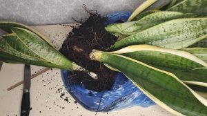 Сансевиерия. Разделение огромного куста Сансевиериии Футура Симплекс. Отделение деток. Сансивиерия