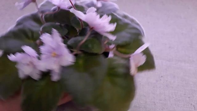 Фиалка Fantasy Fiesta (Eyerdom) (Фэнтези Фиеста)