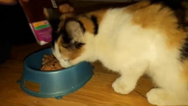 Как ухаживать за кошкой смотреть онлайн