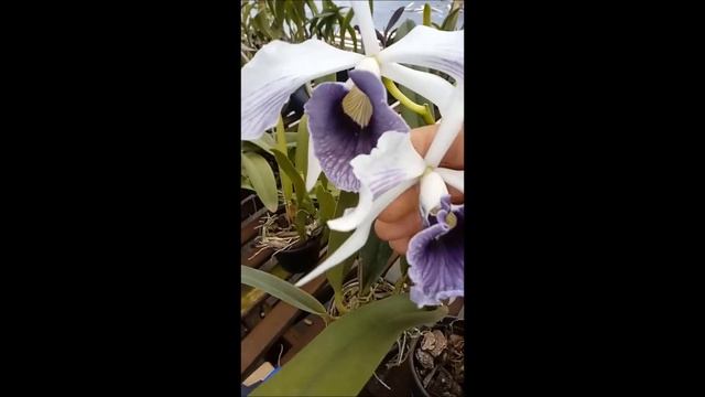laelia purpurata coerulea смотреть онлайн