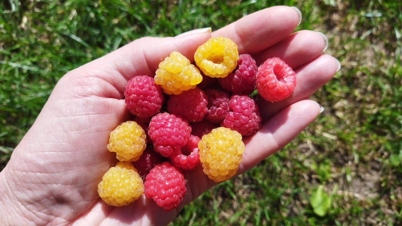 Малина Жёлтый гигант, плодоношение на побегах прошлого года, обзор сорта, мои впечатления 17.07.2022