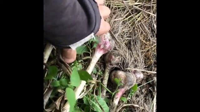 Чеснок в Слуцке (Беларусь). Уборка чеснока с бульбочками. смотреть онлайн