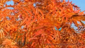 Рябина тюрингская Додонг (аronia dodong) ? рябина Додонг обзор: как сажать крупномеры рябины Додонг