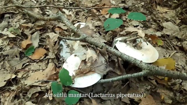 Orman Mantarları, Çeşit Çeşit Mantar Toplama ve Pişirme смотреть онлайн