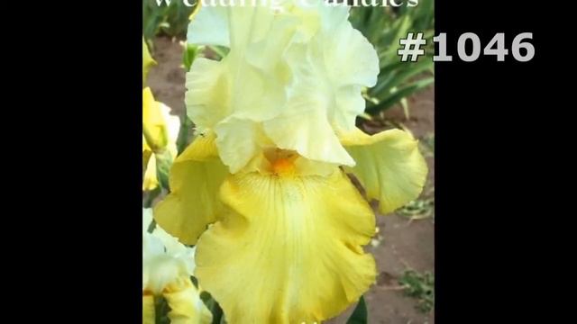 #1046. Ирисы - самые красивые цветы смотреть онлайн