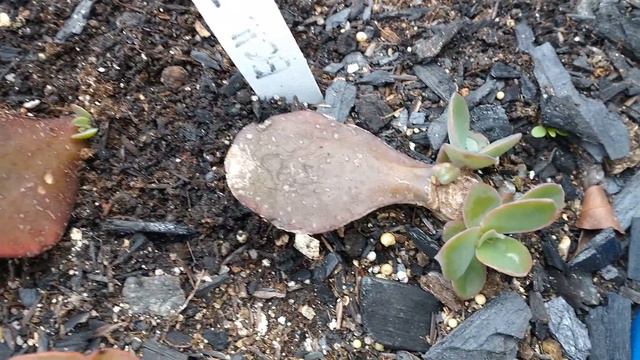 ECHEVERIA ZORRO POR FOLHA E POR DECAPTACAO #propagação смотреть онлайн
