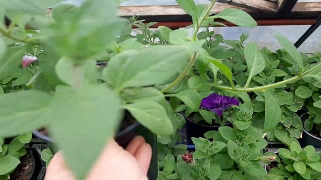 обзор теплицы рассада цветов смотреть онлайн