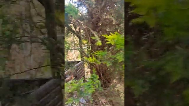 Топчаны и страусы :) Shik village, дача в паркентском районе, Ташкентская область, Узбекистан. смотреть онлайн