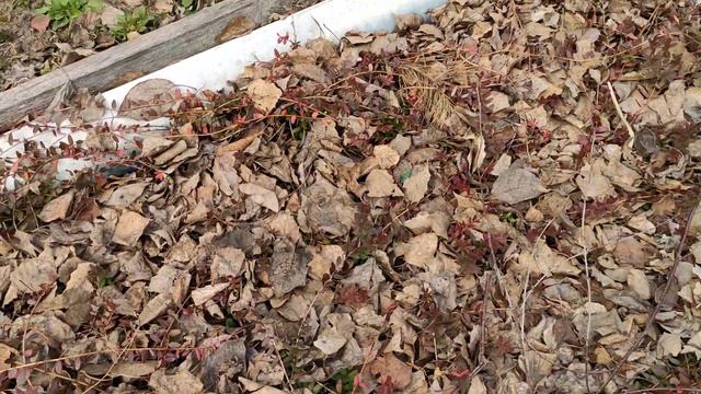 Голубика без рекламы. Апрель 2020