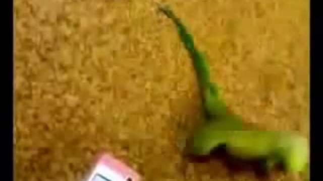 Попугай в трансе