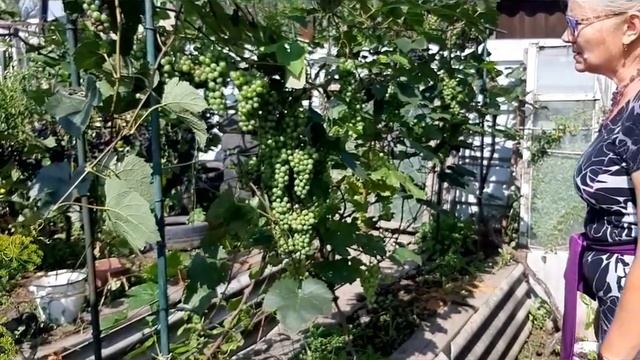 ВИНОГРАД в СИБИРИ! КАК ВЫРАСТИТЬ рассказывает НАДЕЖДА! смотреть онлайн