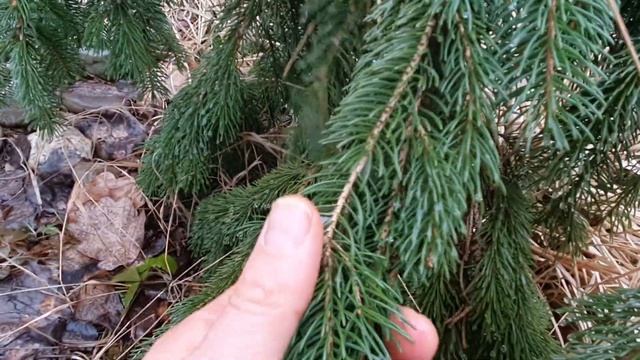 Посадка ялинки канадської пендула (Picea glauca Pendula), координати продавця, 11.03.2022 смотреть онлайн