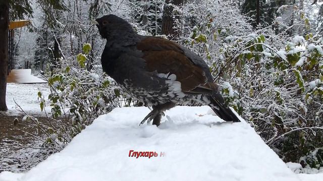 Глухарь на столе. Capercaillie On The Table.