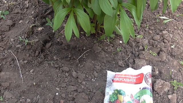 ОБОРВИТЕ БУТОНЫ НА ПИОНАХ  ДЛЯ МОЩНОГО ЦВЕТЕНИЯ