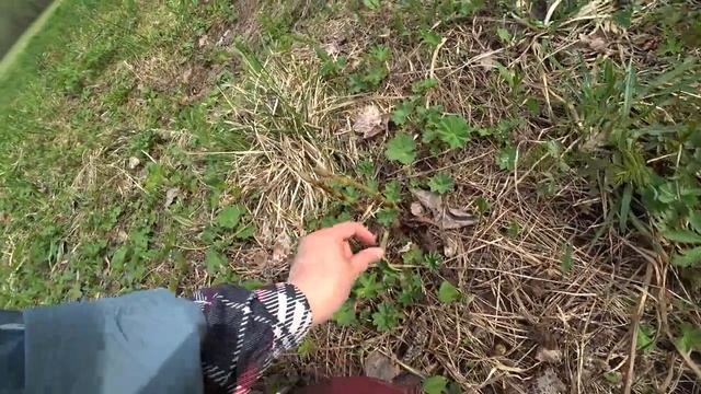 Майская вылазка в лес. 16 мая 2022 (2 ч.) смотреть онлайн