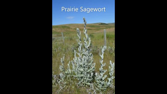 Wild Flowers of Southern Alberta Canada. смотреть онлайн