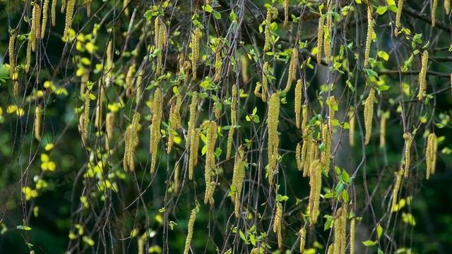 БЕРЕЗА (BETULA) сем. Березовые смотреть онлайн