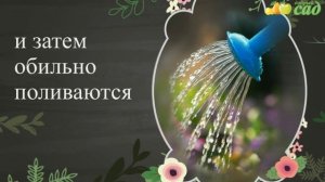 Посадка душицы - как правильно посадить душицу