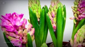 Гиацинт - Как растет и распускается | Таймлапс | Ускоренная съемка