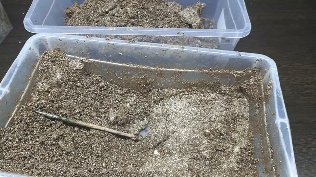 КОПАЕМ ЯЙЦА ХАМЕЛЕОНА