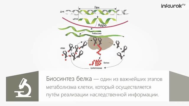 Биосинтез белка в клетке смотреть онлайн