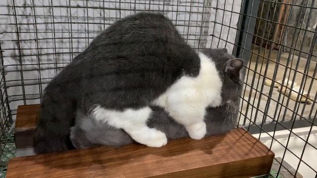 Cat in heat 😻 || Munchkin Mate || Cat breeding 😺 смотреть онлайн