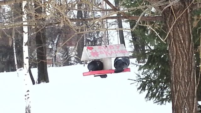 Галки и голуби в парке смотреть онлайн