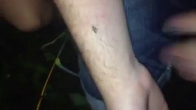 Мир Маленьких Пушистых