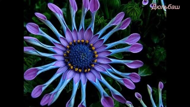 Лучшие цветы мира. смотреть онлайн