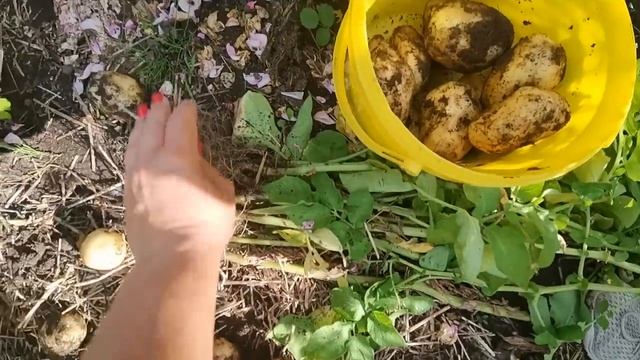 Первая ранняя картошечка. Обрезка томатов в ОГ, клубника всё не заканчивается. Укрываем всё от дожд смотреть онлайн