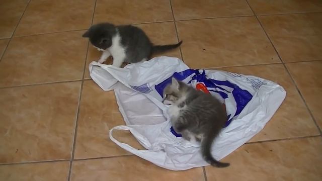 Лапки шаловливые 1 смотреть онлайн