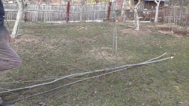 Заготовка Весенней КОРЫ ОСИНЫ .? смотреть онлайн