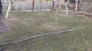Заготовка Весенней  КОРЫ  ОСИНЫ  .?