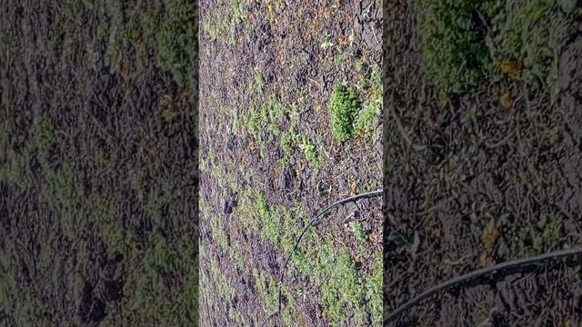 Весна.Уборка.начинаем сажать КИТАЙСКИЕ ПОМИДОРЫ ?☺️ смотреть онлайн