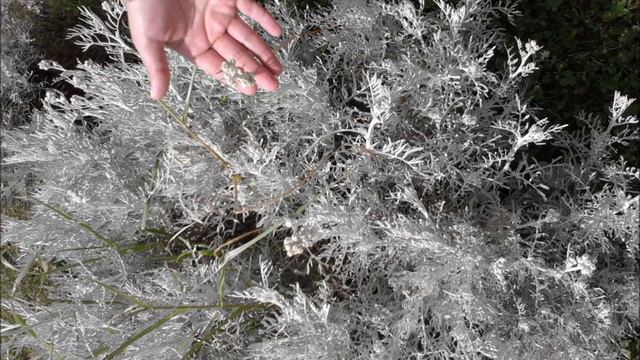 Cecilia Saez смотреть онлайн