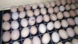 Инкубатор золушка. Закладка яиц.