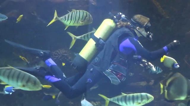 Обслуживание 100-тонного морского аквариума в ТРЦ «МегаГРИНН» в Курске смотреть онлайн