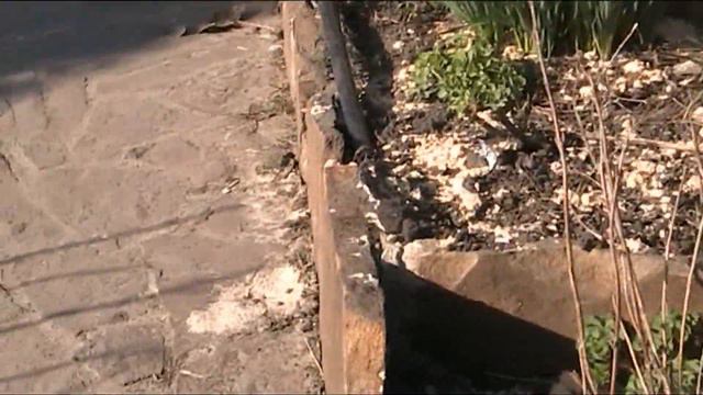 обрезаем гортензиивсе сорта смотреть онлайн