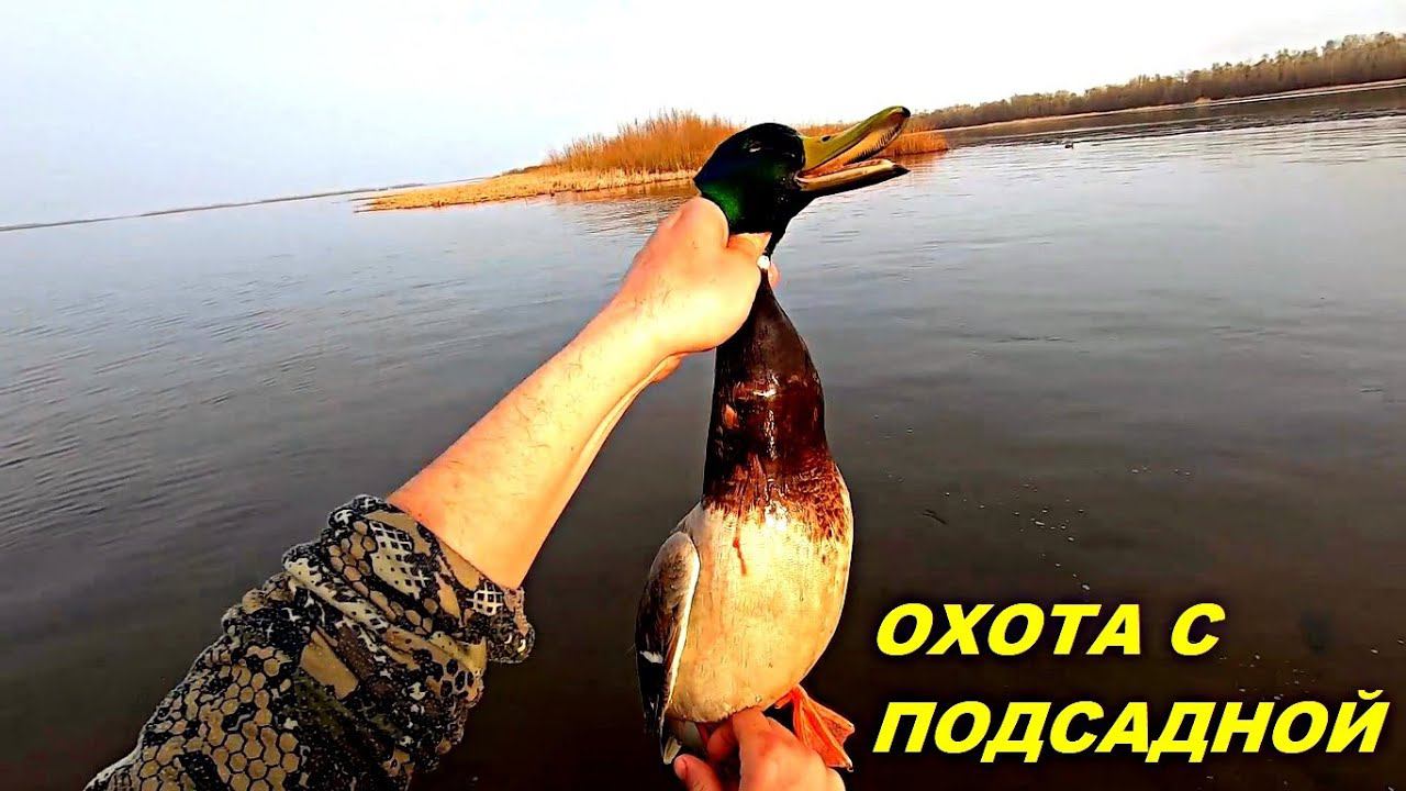 Весенняя охота с подсадной уткой!!! Охота на селезня!!! День третий / MAX HUNTER смотреть онлайн