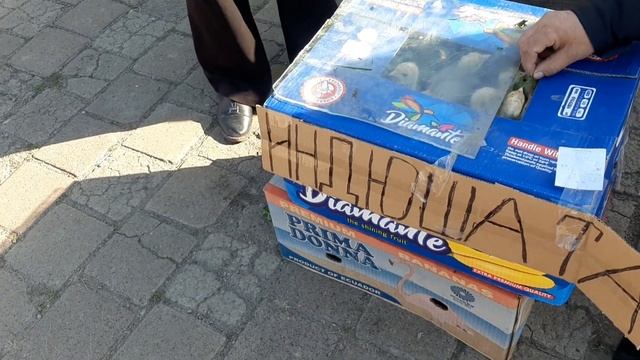 Птичий рынок Цены на цыплят утки гуси куры кролики затеняющая сетка