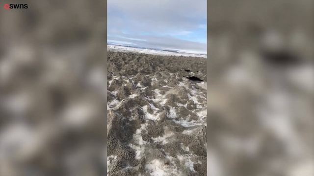 Man embarks on 3,000km kayak voyage sampling mammal's poo - along with his own - on the way | SWNS смотреть онлайн